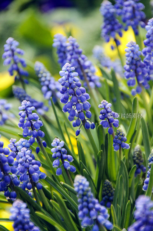 Muscari Armeniacum花